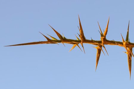 Informationsplattform der Schweiz für Pflege und Betreuung Pflegeinfo.ch